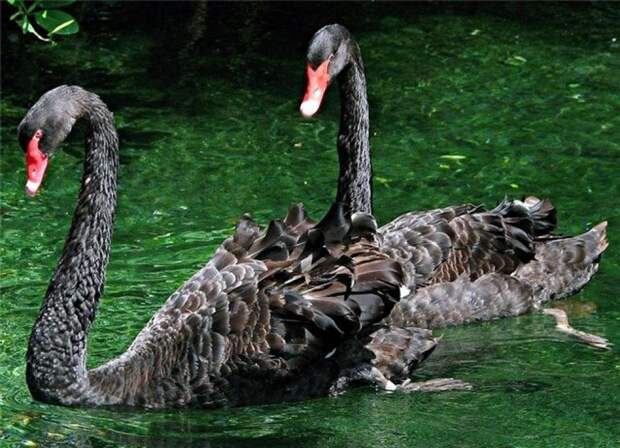 А бывают черные лебеди? MOREBIRDS.RU
