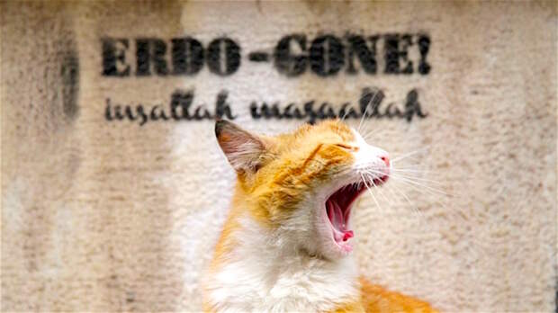 КОТстантинополь кино, кошки, стамбул