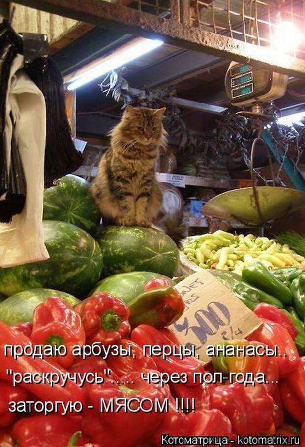Лучшие котоматрицы недели (50 фото)