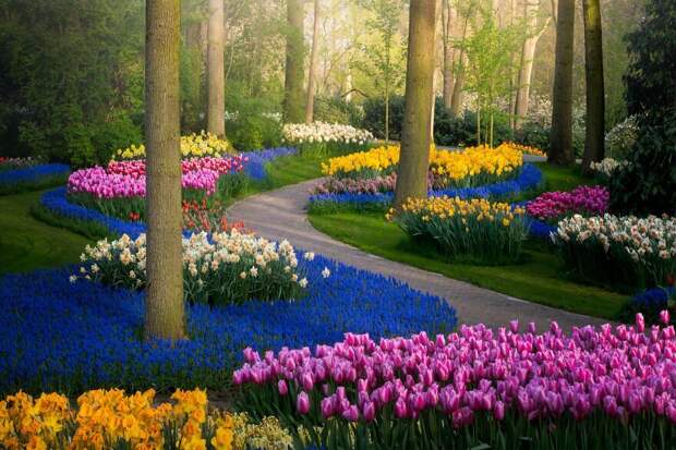 Как выглядит самый красивый парк тюльпанов Кёкенхоф без единого посетителя