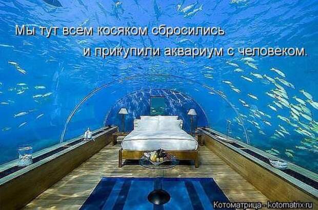 Котоматрицы(картинки с надписями)