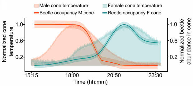 Рис. 4. Связь между нагревом шишек и поведением жуков-опылителей во времени