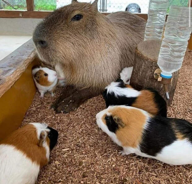 23030540_original (700x675, 464Kb)