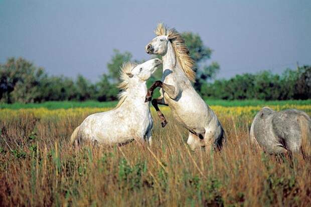 Самые красивые лошади. кони, скакуны, жеребята. Фото