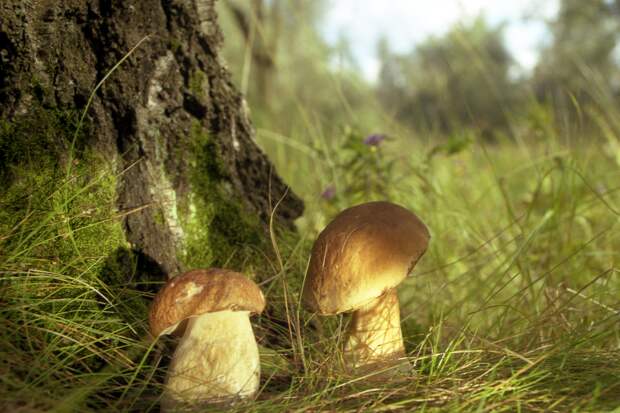 Во Владимирской области появились первые белые грибы