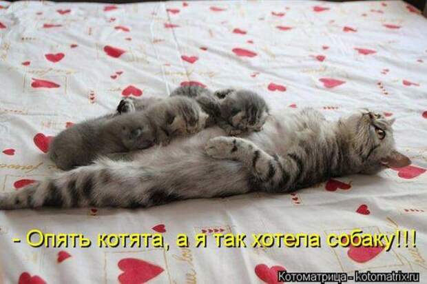 Котоматрицы(картинки с надписями)