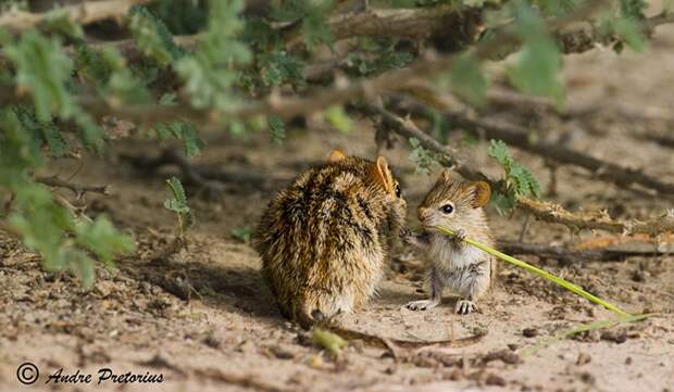 animalparents20 Эти животные научат быть хорошими родителями