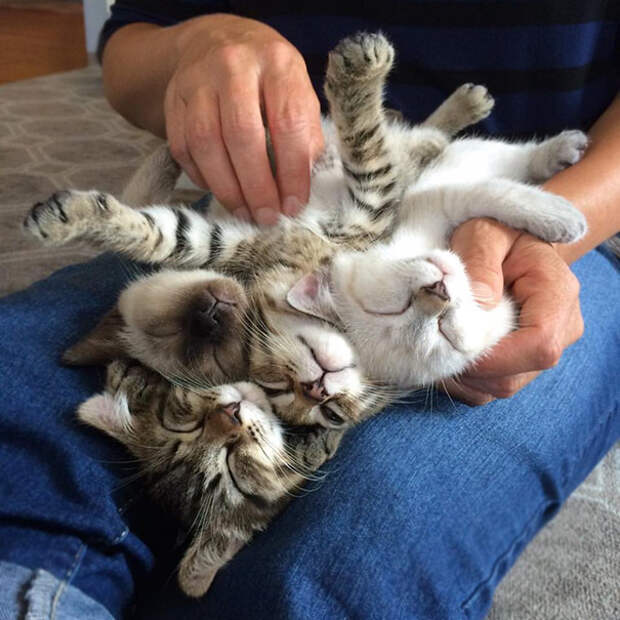 Kittens Stack