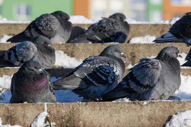 Китаю в совершенствовании оружия помогли голуби и ястребы