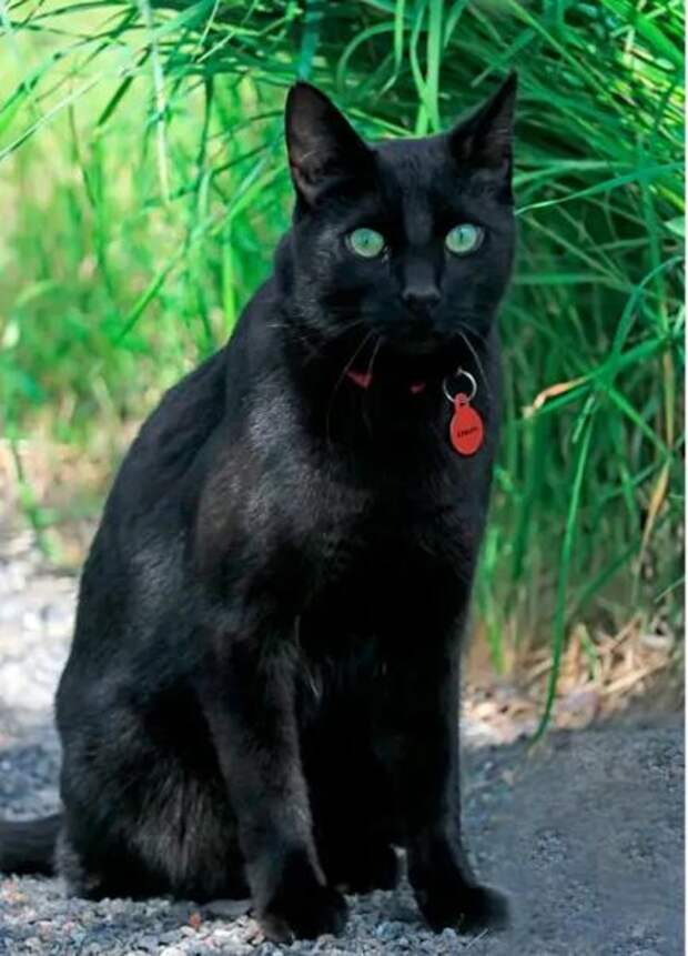 Черный кот привел спасателей к своей хозяйке — иначе бы её никогда не нашли