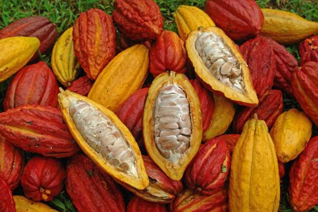 Любителям шоколада придется несладко: какао-деревья погибают от болезней и засухи