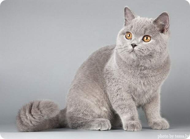 Британская короткошерстная кошка