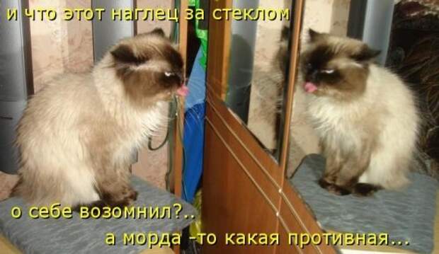 Котоматрица юморная (38 фото)