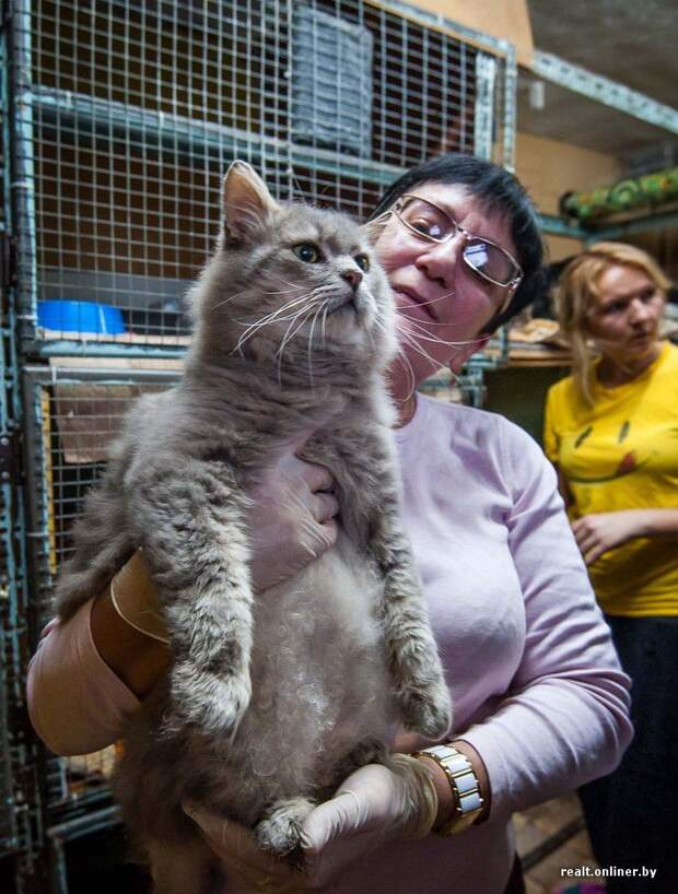 кошка, приют, Минск, волонтеры