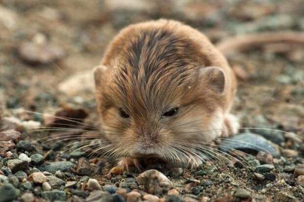 Жирнохвостый тушканчик (Salpingotus crassicauda) фото