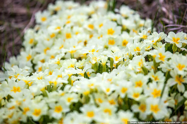 Весенний цветущий Крым