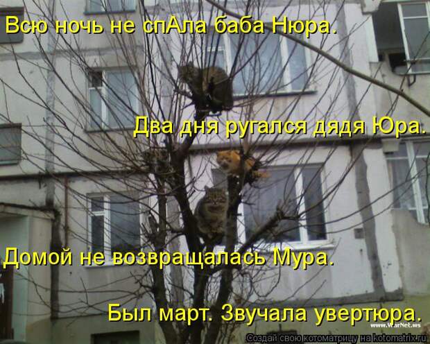 Котоматрица: Всю ночь не спАла баба Нюра. Два дня ругался дядя Юра. Домой не возвращалась Мура. Был март. Звучала увертюра.