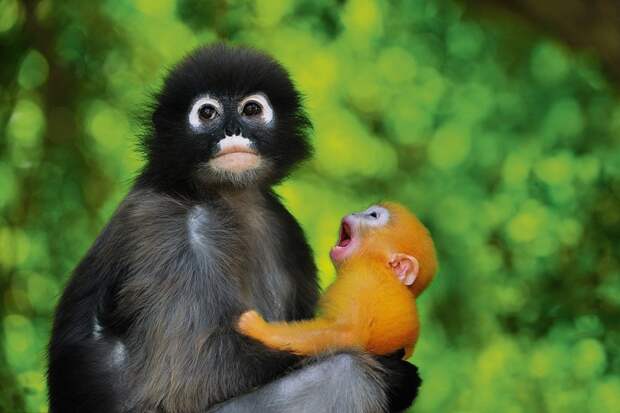 Природа создала детенышей очковых тонкотелов такими яркими неспроста: каждому члену стаи хочется побыть у него «в няньках». Обитают на юге Таиланда и Бирмы, а также в Малайзии. Всего в природе существует около 500 видов обезьян и при этом каждый второй вид — на грани вымирания