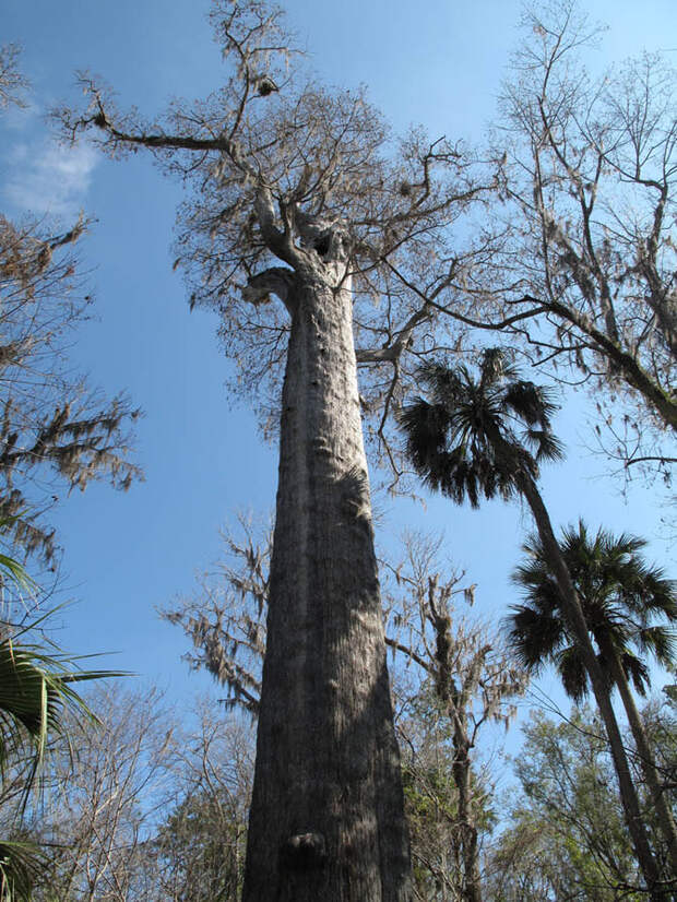 https://www.wired.com/wp-content/uploads/2010/03/old-tree_6a.jpg