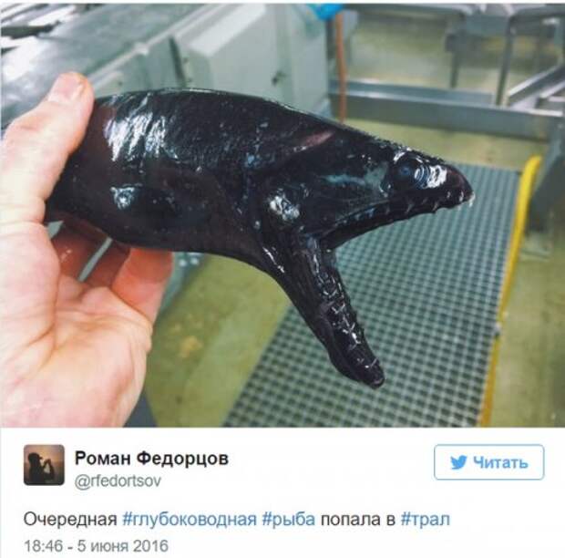 Познавательный твиттер моряка Романа Федорцова (16 фото)