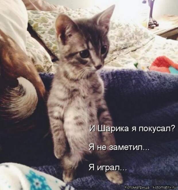 Свежий сборник котоматриц (34 шт)