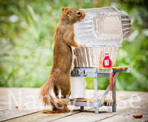 squirrels01 800x662 Забавные белочки Нэнси Роуз