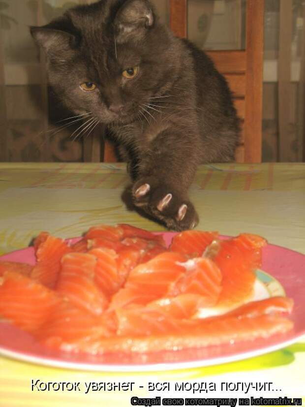 Котоматрица: Коготок увязнет - вся морда получит...