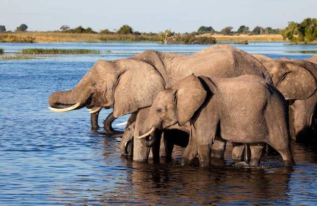 Страна, где растут баобабы: 10 природных сокровищниц Ботсваны, которые нельзя упустить