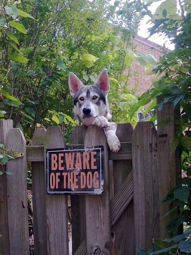 beware-of-the-dog-3-57ee5584d6dcb__605