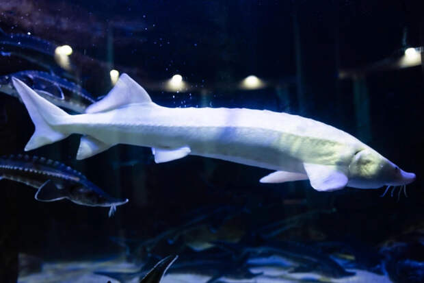 Источник: Elena Babanova via Shutterstock/Fotodom.ru