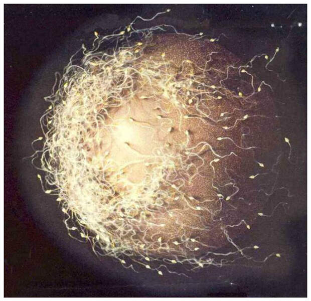 Процесс оплодотворения яйцеклетки интересное, красота, микросъемка, удивительное