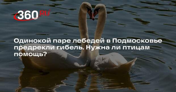В Минэкологии Подмосковья опровергли риск для жизни лебедей в Хотькове