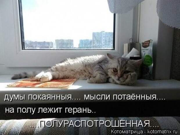 Котоматрица новая и прикольная (37 фото)