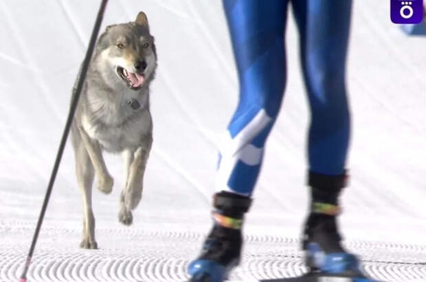 Собака попала на фотофиниш во время квалификации лыжниц на Олимпиаде