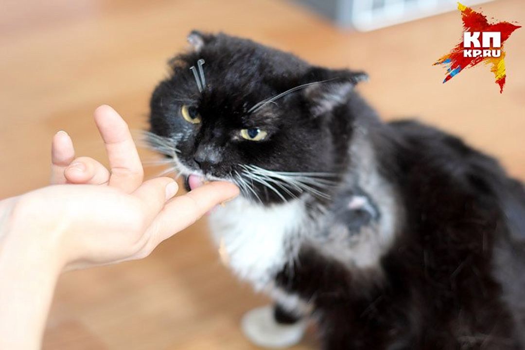 Котик с удовольствием идет на ручки Фото: волонтеры