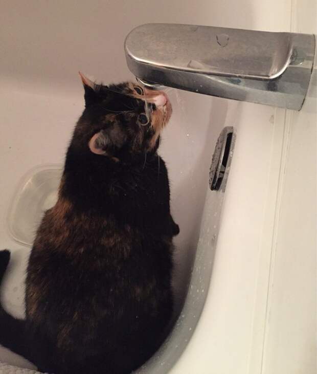 коты обожающие воду
