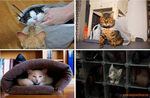 Коты в коробках, сумках, банках и прочих емкостях