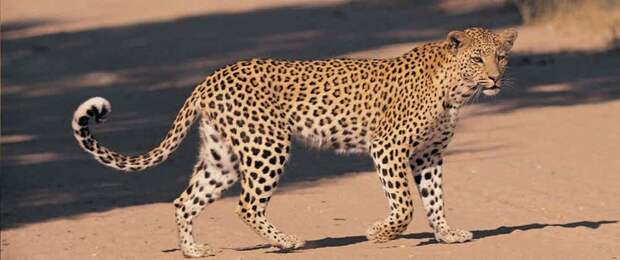 12. Амурский леопард вид, вымирание, животные