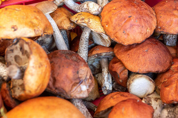 Ученый рассказал, сколько видов съедобных грибов растет под Петербургом