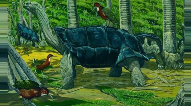 Птица, вымершая 136 000 лет назад, снова появилась на свет