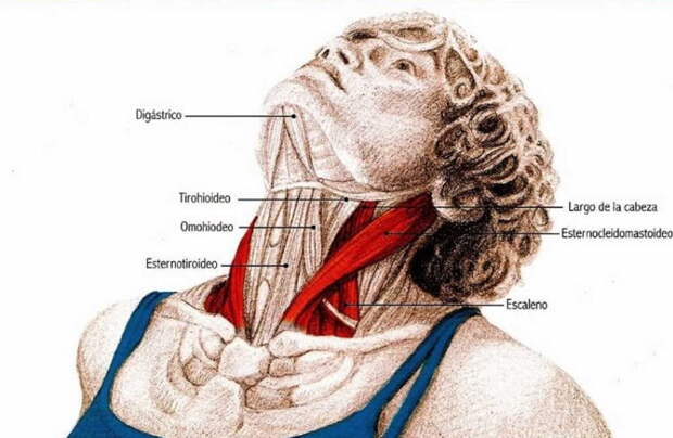 6 супер упражнений чтобы снять напряжение в шее
