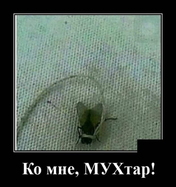 Демотиватор про муху