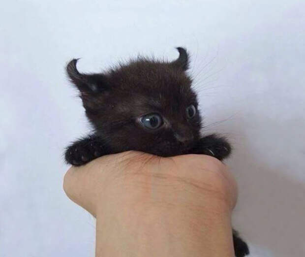 Little Evil Kitty