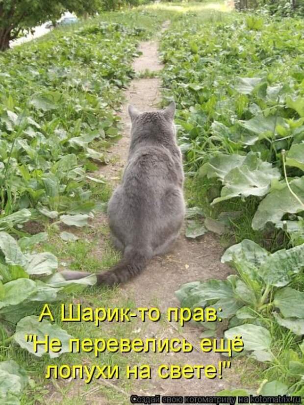 Котоматрицы великолепные, каждая с кусочком позитива и хорошего настроения!!!