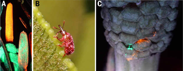 Рис. 3. (A) Мужские шишки саговника Zamia furfuracea в момент выброса пыльцы. (B) Жук-опылитель (Rhopalotria furfuracea), покрытый пыльцой и флуоресцентными метками, во время переноса пыльцы с мужских растений на женские. (C) Женская шишка Z. furfuracea с заметными следами флуоресцентного красителя, оставленными жуками-опылителями в процессе переноса пыльцы