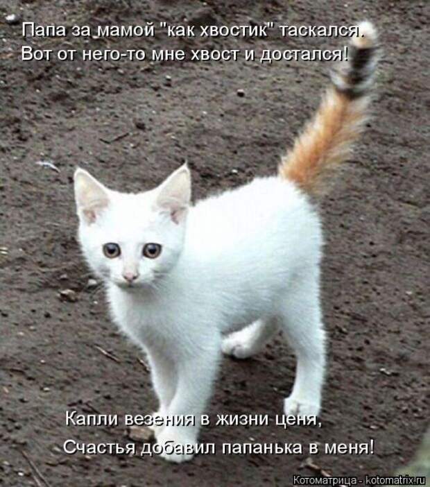 Лучшие котоматрицы недели (50 фото)