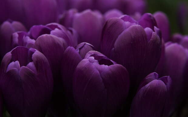 тюльпаны, фиолетовые