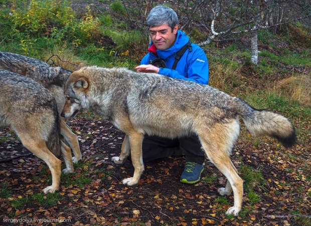 Поцелуй волка животные, норвегия, парк