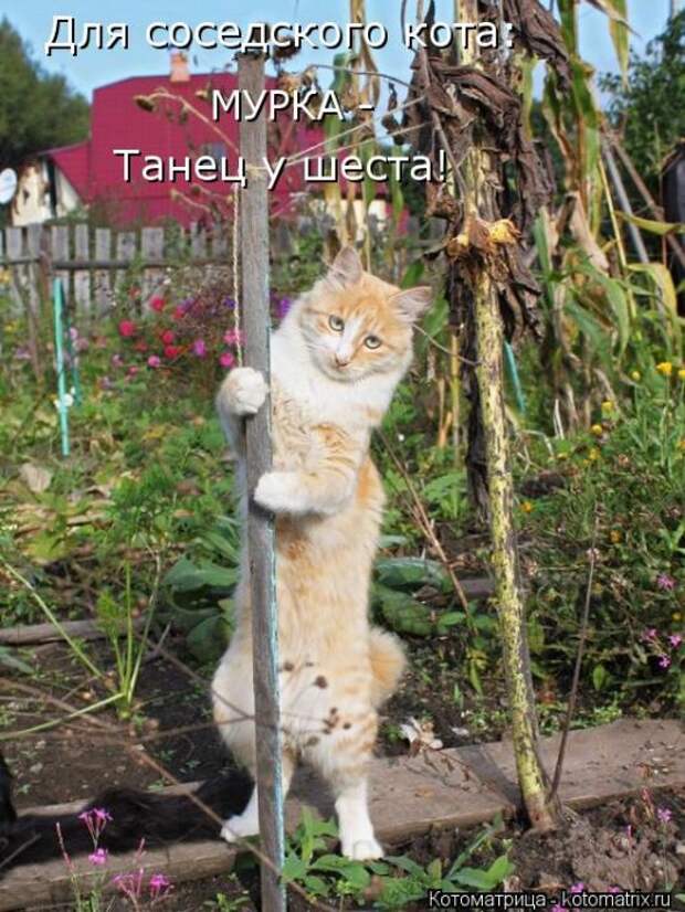 Котоматрицы(картинки с надписями)