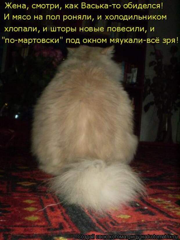 Лучшие котоматрицы недели (50 фото)